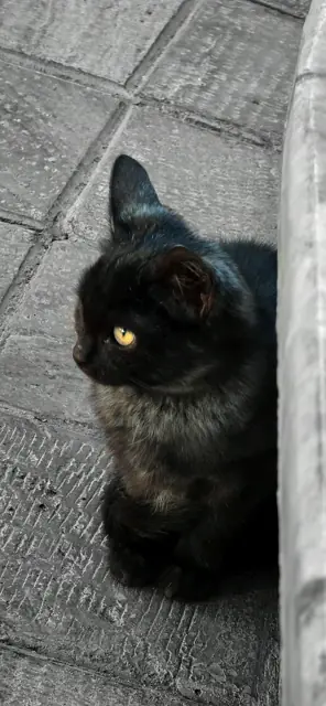 Close-up cat eyes photograph
