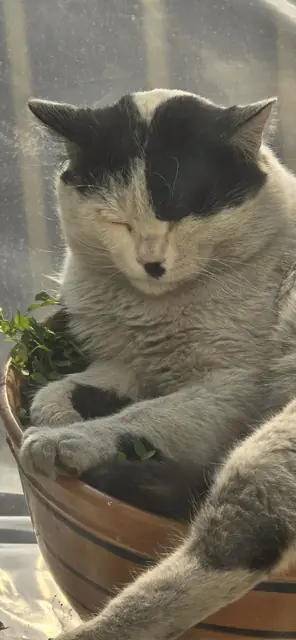 Cat beside a plant pot